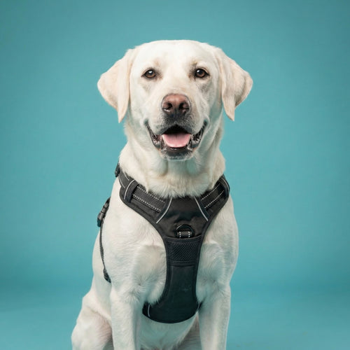 Premium Leather Walking Set | Ergonomic Vest Harness, Collar & Matching Leash