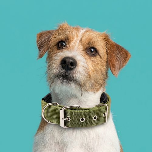 All-Season Nylon Dog Collar | Weather-Resistant, Reinforced D-Ring, Breakaway Buckle