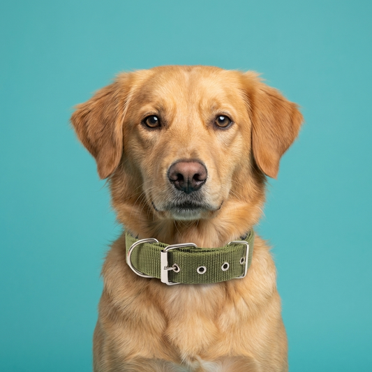 Classic Nylon Dog Collar | Metal Pin Buckle, Fully Adjustable, S to XXL