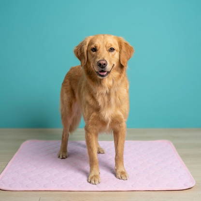 Reusable Waterproof Dog Pad | 4-Layer Absorbent Mat, Machine Washable, S to XXL