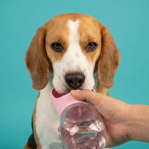 Portable Dog Water Bottle | One-Press Drinking Trough, Leakproof