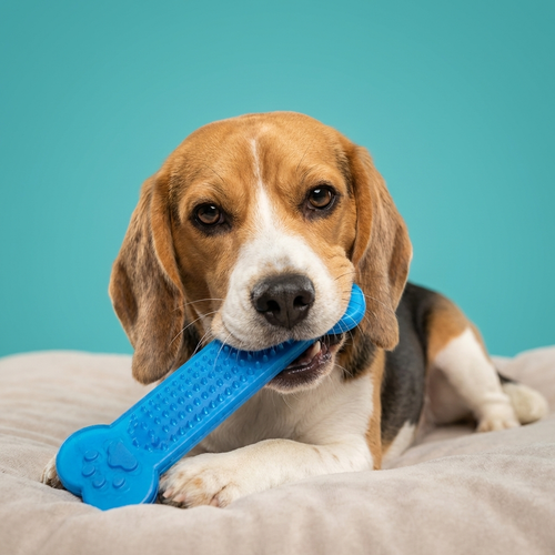 Rubber Dental Chew Bone