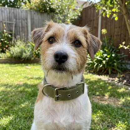 All-Season Nylon Dog Collar | Weather-Resistant, Reinforced D-Ring, Breakaway Buckle