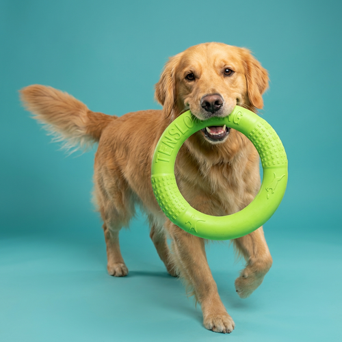 Rubber Training Ring | Tug, Fetch & Chew, Lightweight EVA,