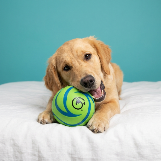 Wobble Dog Ball | Funny Sounds, No Batteries, Indoor & Outdoor, Three Sizes