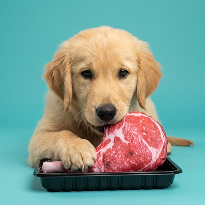 Plush Steak Squeaky Toy | Realistic Meat Design, Internal Squeaker, Oxford Cloth Durability, 20cm